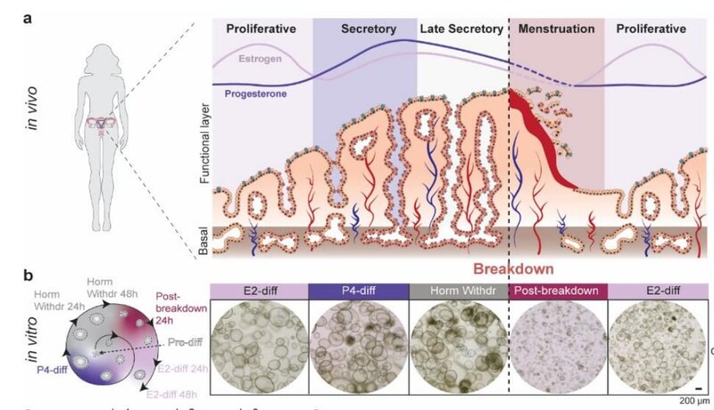 月経を再現する試「ミニ子宮」を作成することに成功！