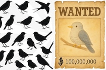 カッコウたちは21種類の鳥から「お尋ね者」として警戒音を共有されている