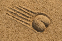 世界初「お尻を引きずった跡」の化石痕を発見、誰のおしり？