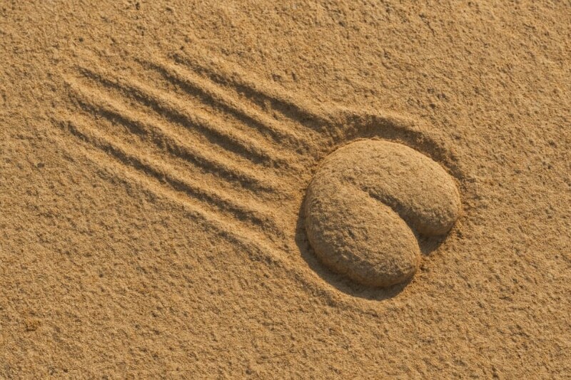 世界初「お尻を引きずった跡」の化石痕を発見、誰のおしり？