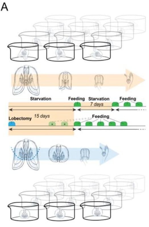 上：飢餓状態、下：組織を切り取って断片化