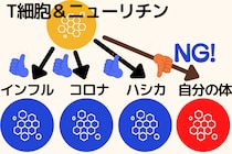 あらゆるアレルギーや自己免疫疾患を抑えるタンパク質を発見
