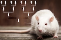 人間大好き「なつきマウス」36世代を経て人間と遊ぶようになった