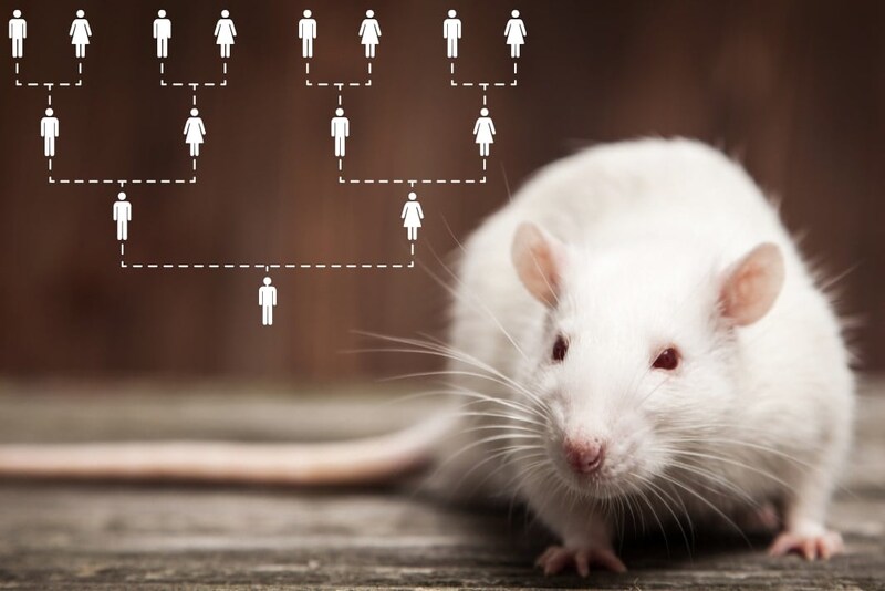 人間大好き「なつきマウス」36世代を経て人間と遊ぶようになった