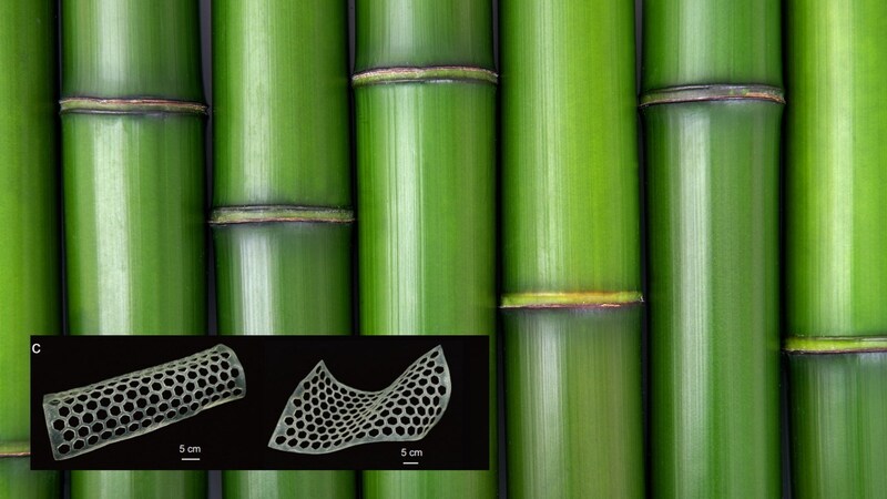 竹由来のプラスチックは高強度なのに50日で土に還る