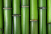 竹由来のプラスチックは高強度なのに50日で土に還る