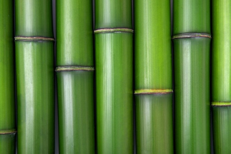 竹由来のプラスチックは高強度なのに50日で土に還る