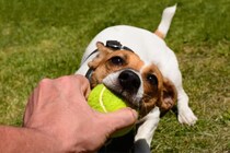 犬に「おもちゃ中毒」はあるのか、調べた研究