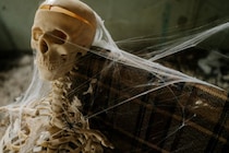 43歳の「世界最長寿のクモ」、その”死因”と”長寿の秘訣”とは？