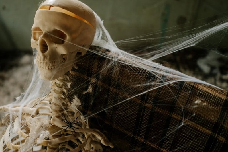 43歳の「世界最長寿のクモ」、その”死因”と”長寿の秘訣”とは？