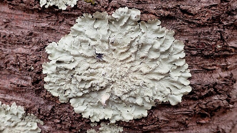 真菌の一種の地衣類。キノコのようにもコケのようにも見える薄く平べったい状態で倒木などの上に広がっています。