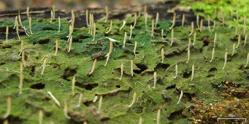 地衣類の一種であるシラウオタケ。