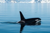 シャチの母親は人生を犠牲にして「子供部屋おじさん」を育てている