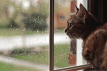 ネコのゴロゴロや雨音の振動数はプレゼン中の不安感を軽減する