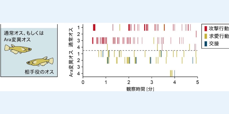 オスの男性ホルモンをバグらせると「オスに求愛し、メスに攻撃し始める」と判明！