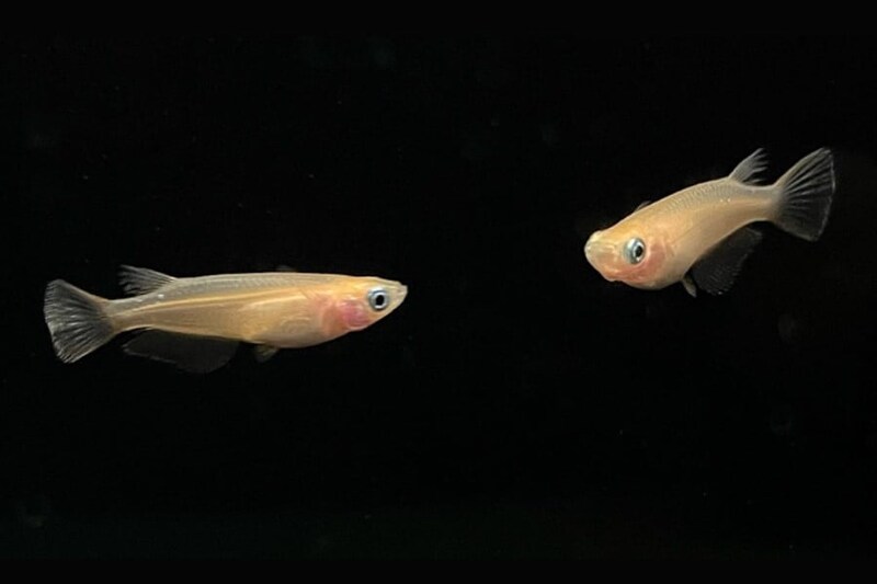 オスの男性ホルモンをバグらせると「オスに求愛し、メスに攻撃し始める」