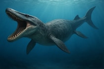 恐竜時代の「海棲爬虫類」の体温の推定に成功！