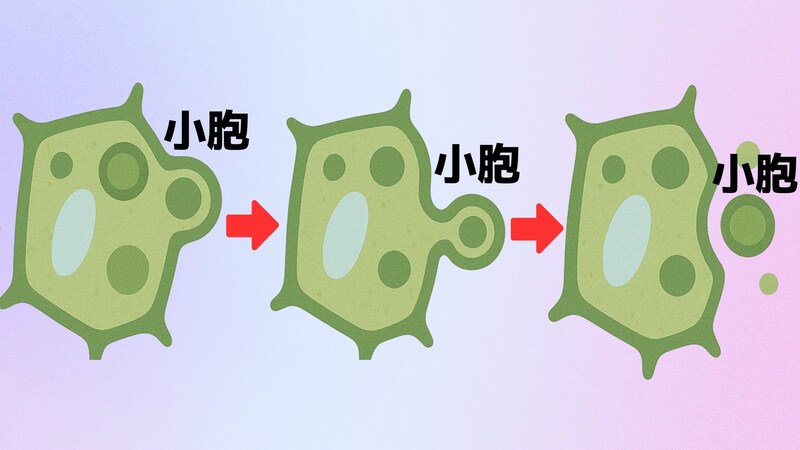 植物から小胞が放出される様子