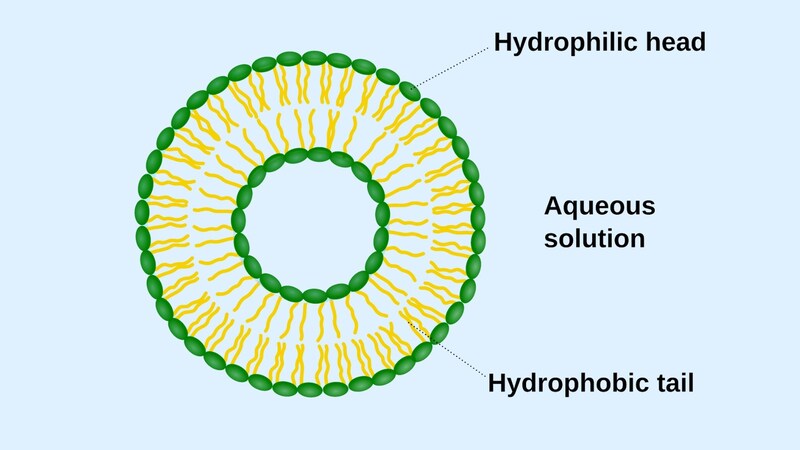 細胞外に放出される小胞は細胞膜で覆われ内部に数種類の物質を含んでいる細胞の切れ端とも言うべきものです
