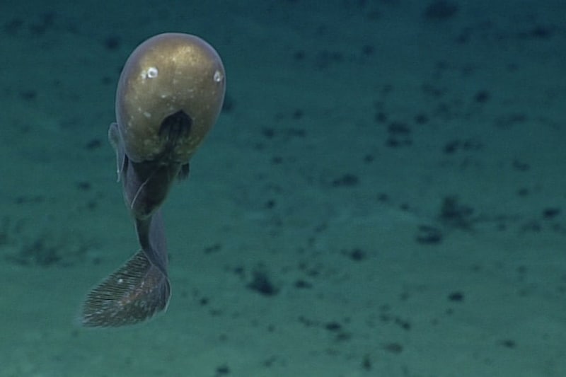 【激レア映像】南太平洋で「カオナシ深海魚」の撮影に成功