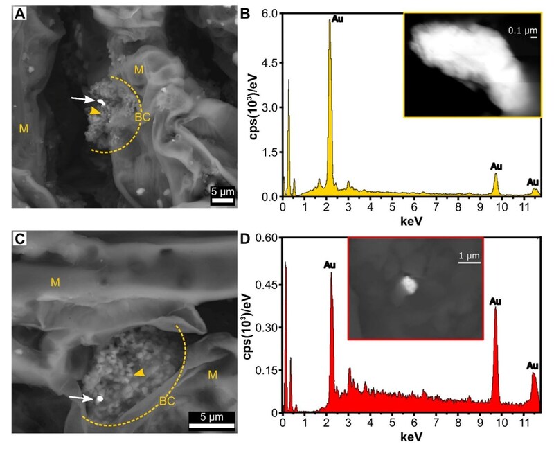 木の葉に「金ナノ粒子」—微生物がつなぐ地下と植物