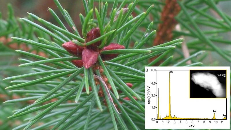 金が「木になる」本当の理由を探る
