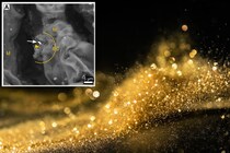 「金を蓄積する木」は葉で微生物が金粒子を固めていた