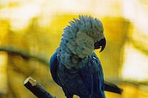 野生では絶滅した「アオコンゴウインコ」、雛の孵化に成功！