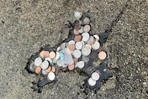 【米国で話題】道路にできた「ネズミ穴」、調べたら実はネズミじゃなかった