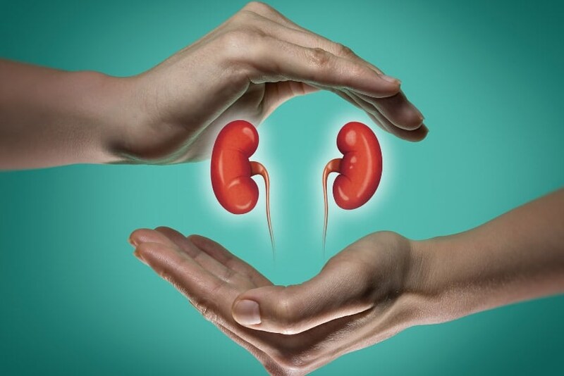 あらゆる血液型に適合する”ユニバーサル腎臓”が初のヒト試験をクリア