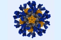 次世代のmRNAワクチンは体内で「ウイルスに似た粒子」を作らせる