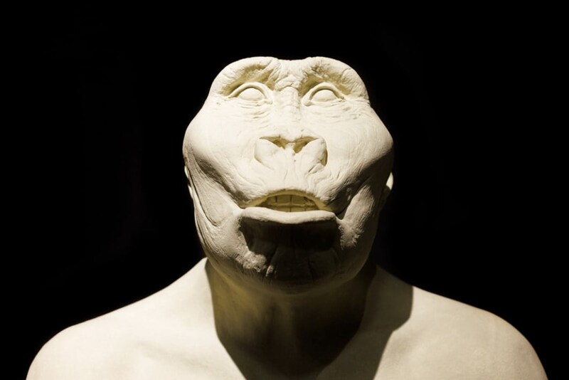 その非ヒト属は「ゴリラの握力」と「人間の器用さ」の両方を持っていた