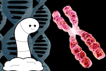 ミミズはゲノムが「完全にごちゃまぜ」になっている