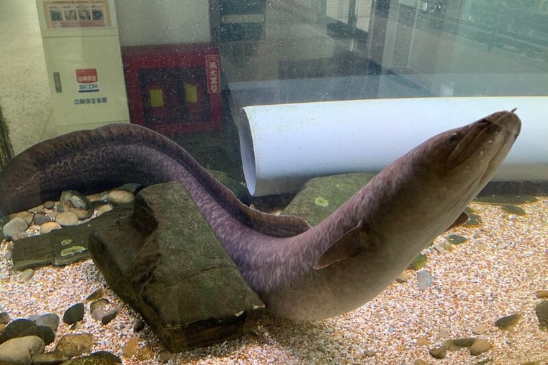 衝撃の事実、ウナギは「陸上でも狩りをする」と判明！