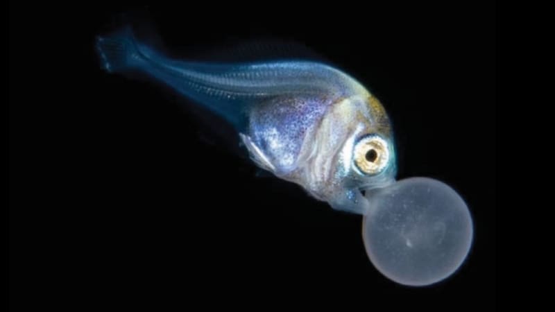 小さな魚が見つけた意外な守護者