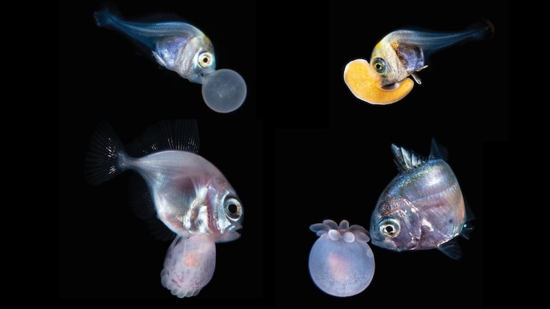 小さな魚が持ち歩く「刺すパートナー」