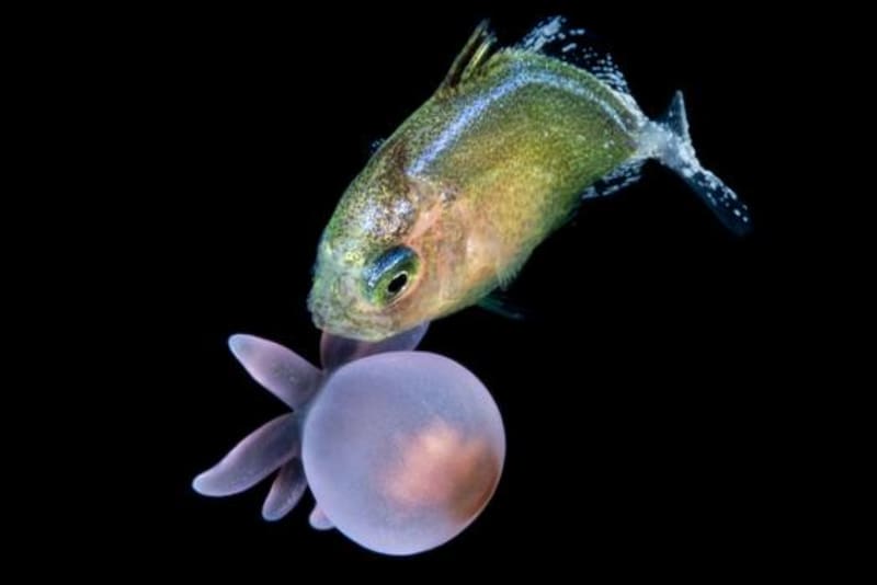 小さな魚たちは「刺すイソギンチャク」を持ち歩きして生きている盾にしている