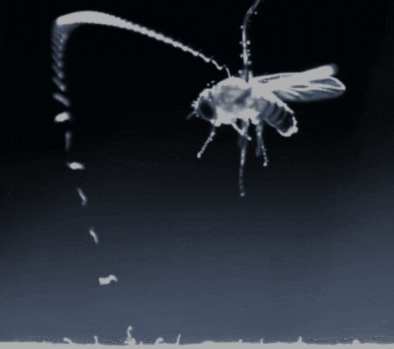ジャンプした線虫が静電気の力を借りてターゲットとなるハエに上手く吸着している様子を連続的に撮影したもの