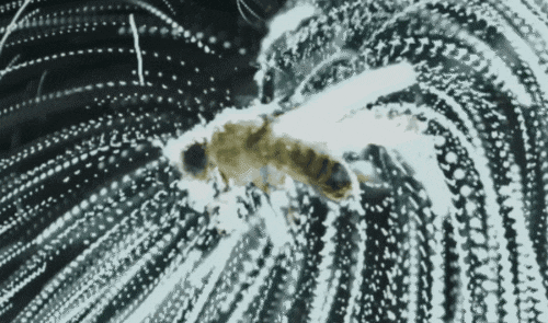 小さな粒子を使って電気の線がハエに向かっている様子を示しています