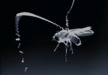 静電気で寄生虫は空を舞いターゲットに付着する