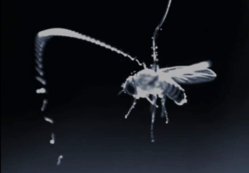 静電気で寄生虫は空を舞いターゲットに付着する