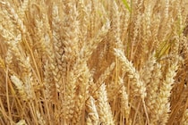 小麦生産量を3倍に増やす!?変異遺伝子を発見