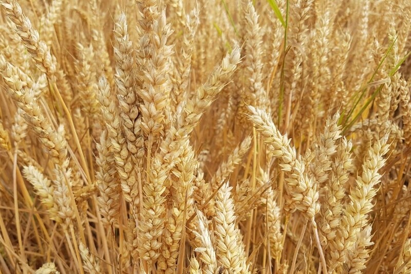 小麦生産量を3倍に増やす!?変異遺伝子を発見