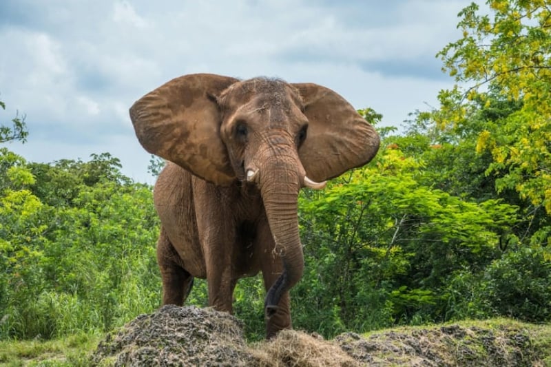 ゾウは「人に見られている」ことに気づいているのか、実験した結果