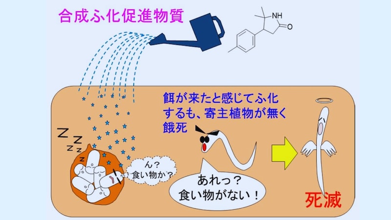 ターゲットになるジャガイモがないのにふ化させることで餓死させる