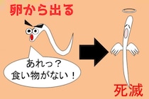 【農研】害虫を騙して「ふ化」させ餓死させる、新化合物を発見