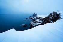 「蚊のいない楽園」ついに陥落、アイスランドで野生個体を確認