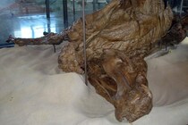 約6600万年前の「草食恐竜のミイラ」を発見