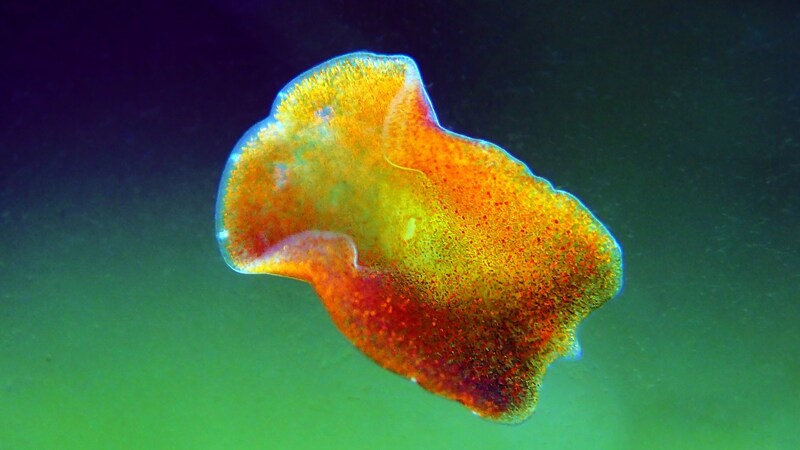 プラナリアの驚異の再生能力の秘密が明らかに――再生の司令塔を発見