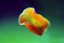 プラナリアの驚異の再生能力の秘密が明らかに――再生の司令塔を発見